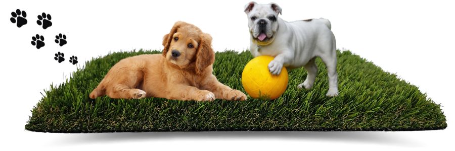 cesped para perros
